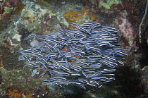 Convict blenny / False catfish (Pholidichthys leucotaenia). School of juveniles. Lembeh Strait, North Sulawesi, Indonesia