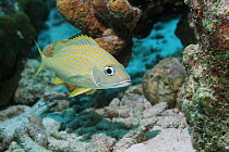 French grunt (Haemulon flavolineatum). Bonaire, Netherlands Antilles, Caribbean
