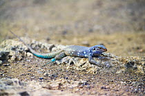 Blue whiptial lizard (Cnemidophorus murinus). Bonaire, Netherlands Antilles, Caribbean