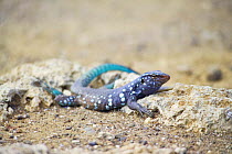 Blue whiptial lizard (Cnemidophorus murinus) Bonaire, Netherlands Antilles, Caribbean