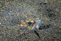 Lizardfish (Synodus sp.) buried in sand. Lembeh Strait, North Sulawesi, Indonesia