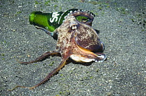 Veined octopus (Octopus marginatus) takes discarded glass bottle along with it, Lembeh Strait, North Sulawesi, Indonesia