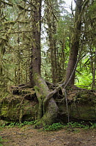 Hoh Rainforest, Olympic National Park, Washington, USA.