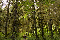 Tourists walking in Hoh Rainforest, Olympic National Park, Washington, USA