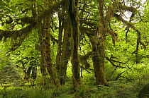 Trees covered in moss and lichen in Hoh Rainforest, Olympic National Park, Washington, USA
