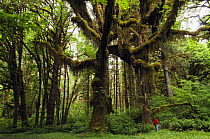 Tourist in Hoh Rainforest, Olympic National Park, Washington, USA