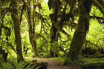 Moss and lichen on trees, Hoh Rainforest, Olympic National Park, Washington, USA.