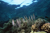 Razorfish / shrimpfish (Aeoliscus strigatus) over corals. Bunaken National Park, Monado, Sulawesi, Indonesia.