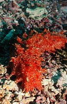 Sea cucumber (Thelenota rubralineata). Milne Pay, New Guinea.