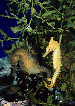 White's / Golden seahorse (Hippocampus whitei). captive, Sydney Aquarium, New South Wales, Australia.