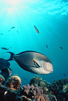 Sohal surgeonfish (Acanthurus sohal)  Red Sea, Egypt.