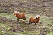 Shetland ponies {Equus caballus}, Shetland isles, Scotland