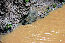 Brown rat {Rattis norvegicus} foraging along ditch filled with water, Warwickshire, UK