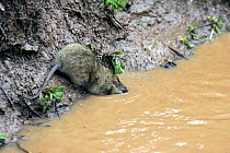 Brown rat {Rattis norvegicus} foraging along ditch filled with water, Warwickshire, UK
