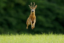 Roe deer {Capreolus capreolus} male leaping during the rutting season, France