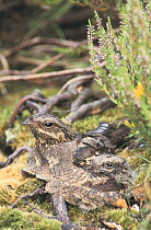 Nightjar {Caprimulgus europaeus} female camouflaged on nest with chick, France