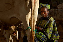 Fulani woman milking cow, North Senegal, West Africa