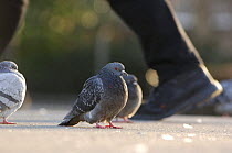 Feral pigeons / Rock doves (Columba livia) beside pedestrian, London. UK.