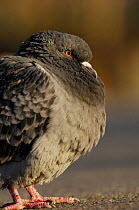 Feral pigeon / Rock dove (Columba livia) London. UK.