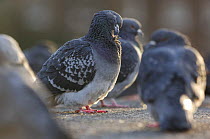 Feral pigeons / Rock doves (Columba livia) London. UK.