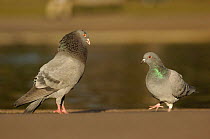 Feral pigeon / Rock dove (Columba livia) male displaying, London. UK.