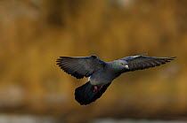 Feral Pigeon / Rock dove (Columba livia) flying. London. UK.