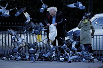 Man feeding Feral pigeons / Rock doves (Columba livia) London. UK.