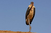 Marabou stork {Leptoptilos crumeniferus} Africa