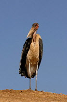 Marabou stork {Leptoptilos crumeniferus} Africa