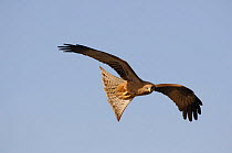 Yellow billed kite {Milvus migrans aegypticus} flying, North Africa