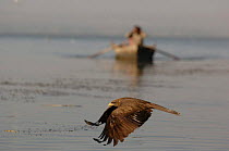 Yellow billed kite {Milvus migrans aegypticus} flying low over water, boat in background, North Africa