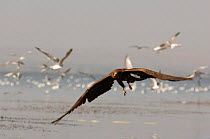 Black kite {Milvus migrans} flying amongst Seagulls