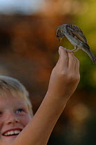 Common / House sparrow (Parus domesticus) feeding from child's hand, France