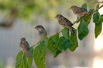 Four Common / House sparrows (Parus domesticus) perched in line on branch, Paris, France