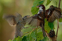 Common / House sparrows(Parus domesticus) interacting, France