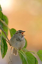 Common / House sparrow (Parus domesticus) calling, France