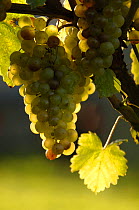 Bunch of cultivated white Grapes {Vitis vinifera} Switzerland. Not for sale to magazines.