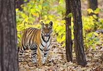 Tiger {Panthera tigris} Bandhavgarh National Park, India  2007