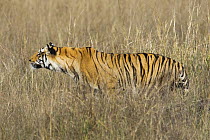 Tiger stalking {Panthera tigris} Bandhavgarh National Park, India 2007