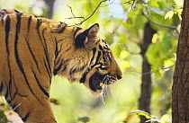 Tiger {Panthera tigris} Bandhavgarh National Park, India 2007