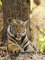 Tiger {Panthera tigris} Bandhavgarh National Park, India 2007