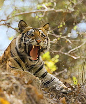 Tiger {Panthera tigris} yawning, Bandhavgarh National Park, India 2007