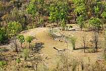 Aerial view over Bandhavgarh National Park, India, with Vultures flying and Sambar deer alert to presence of a tiger; forest with semi evergreen Sal trees (Shorea robusta) 2007