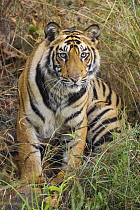 Tiger {Panthera tigris} sittingportrait, Bandhavgarh National Park, India 2007