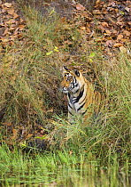Tiger {Panthera tigris} camouflaged amongst grass, Bandhavgarh National Park, India 2007