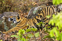 Tiger {Panthera tigris} stretching, Bandhavgarh National Park, India 2007