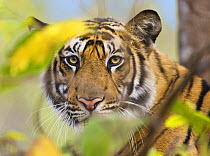 Tiger {Panthera tigris} face portrait amongst foliage, Bandhavgarh National Park, India 2007