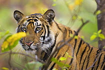 Tiger {Panthera tigris} portrait, Bandhavgarh National Park, India 2007
