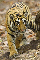Tiger {Panthera tigris} stalking, Bandhavgarh National Park, India 2007