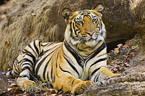 Tiger {Panthera tigris} resting, Bandhavgarh National Park, India 2007